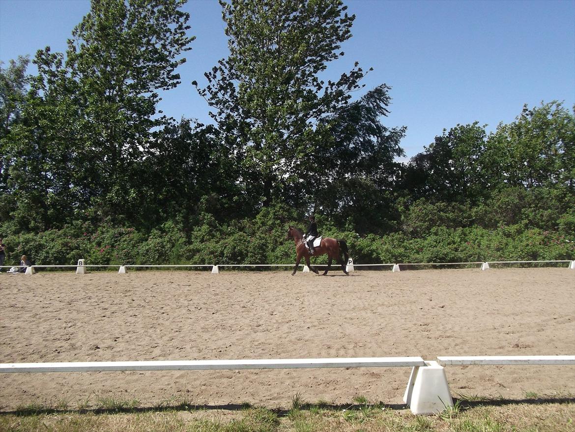 Anden særlig race Dalshøj Malina - Til 4-års gangartklasse billede 5