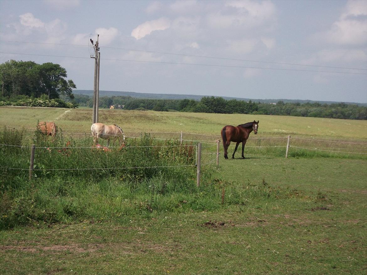 Anden særlig race Dalshøj Malina billede 6