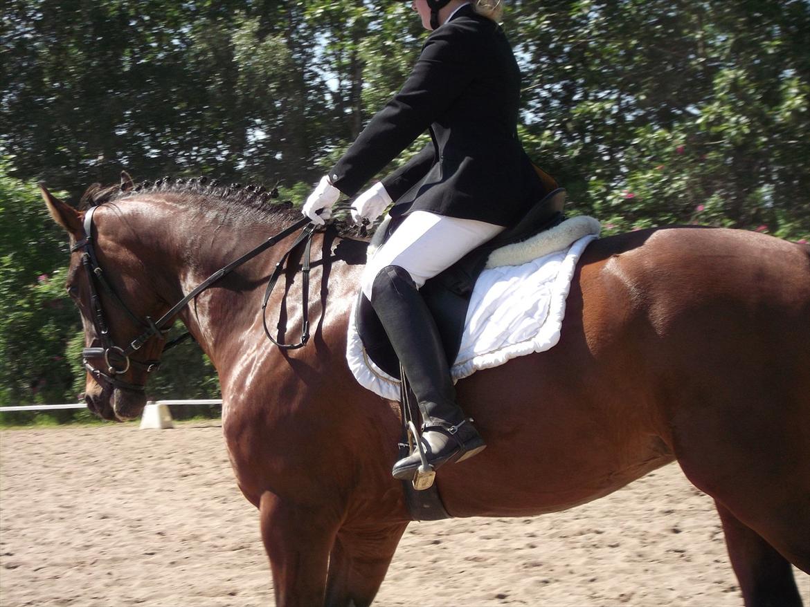 Anden særlig race Dalshøj Malina - Til 4-års gangartklasse billede 7