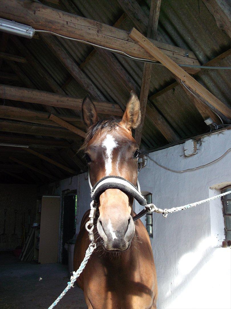 Anden særlig race Dalshøj Malina billede 8