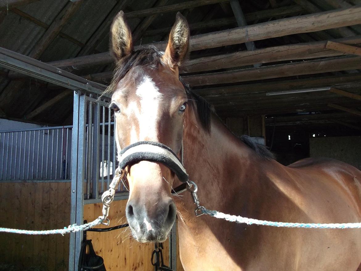 Anden særlig race Dalshøj Malina billede 9