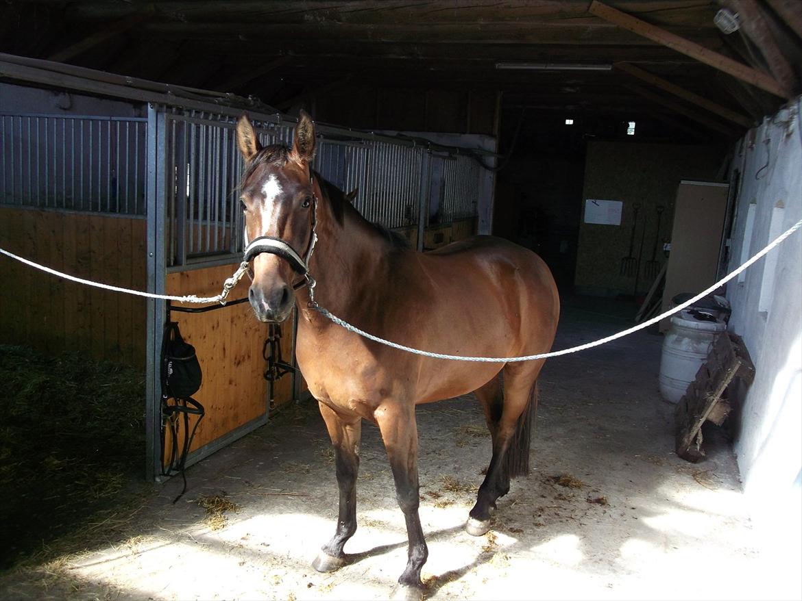 Anden særlig race Dalshøj Malina billede 10