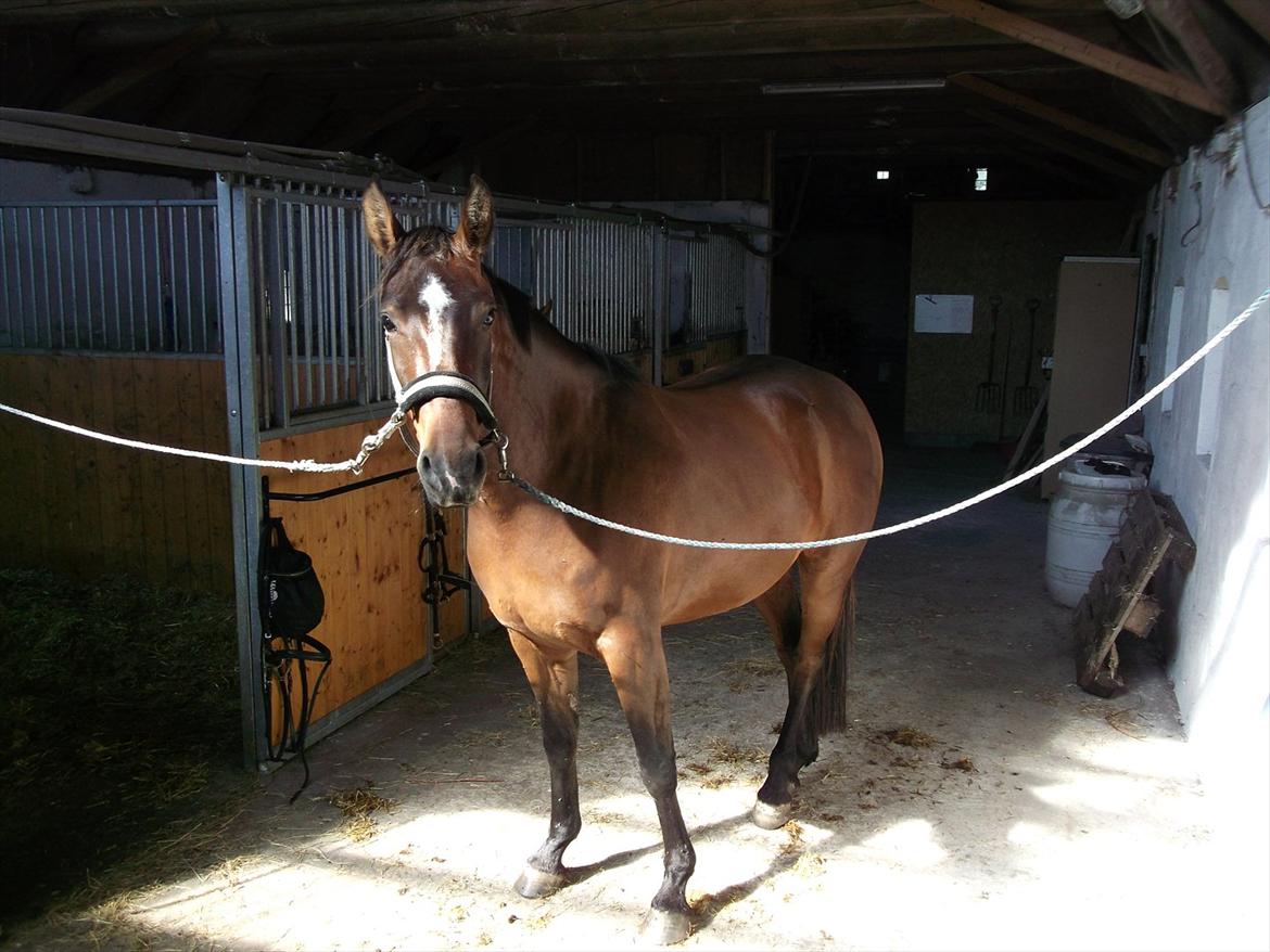 Anden særlig race Dalshøj Malina billede 11