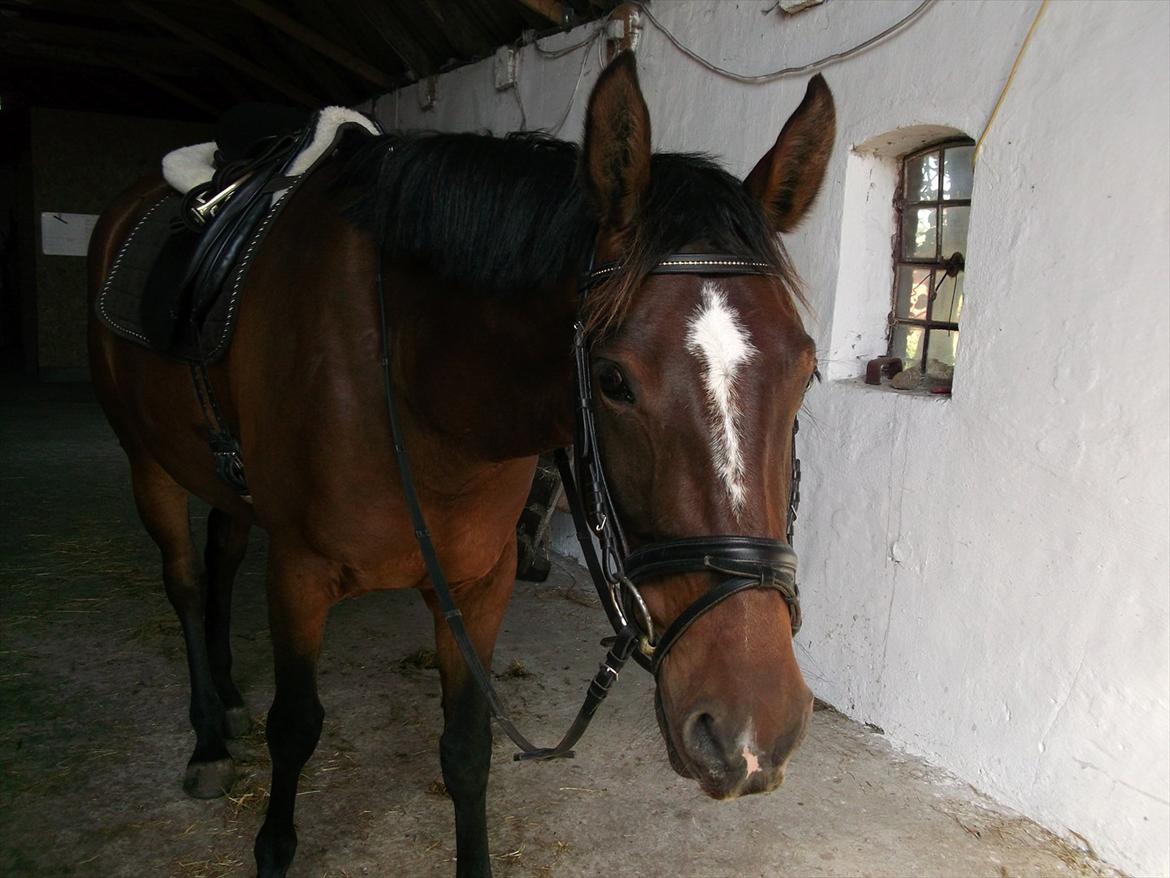 Anden særlig race Dalshøj Malina billede 12