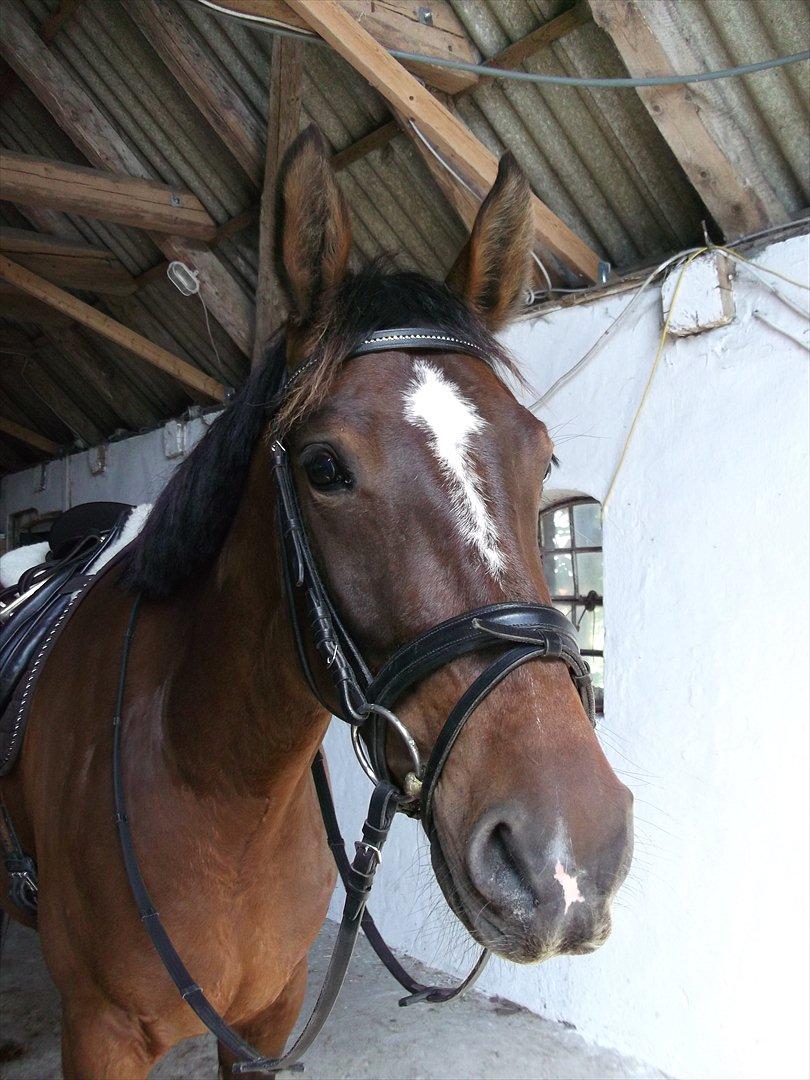 Anden særlig race Dalshøj Malina billede 13