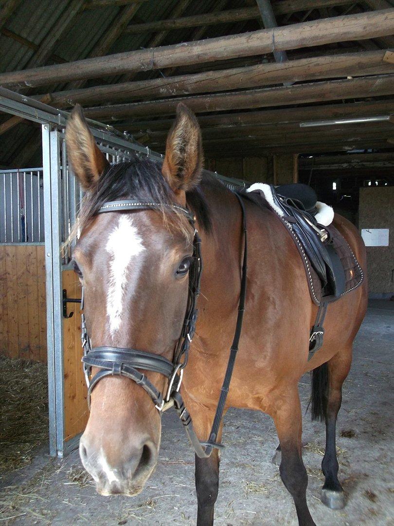 Anden særlig race Dalshøj Malina billede 14