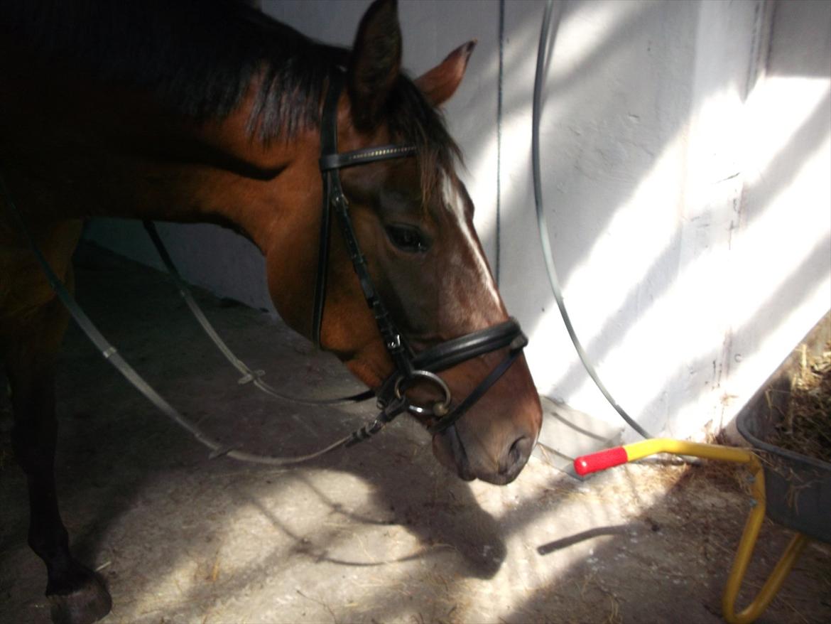 Anden særlig race Dalshøj Malina billede 15