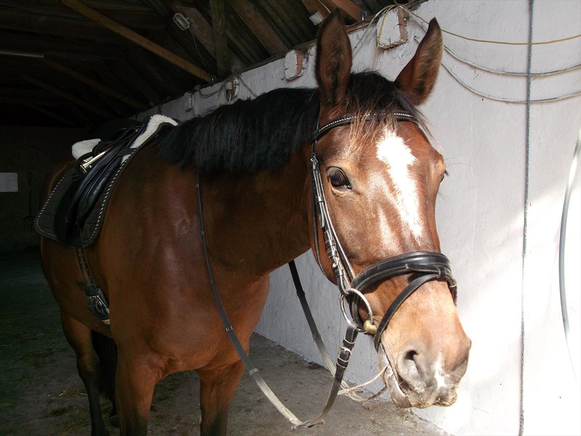 Anden særlig race Dalshøj Malina billede 16