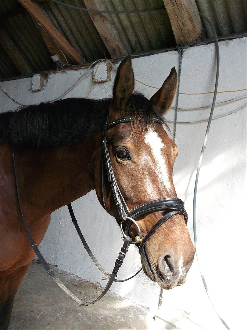 Anden særlig race Dalshøj Malina billede 17