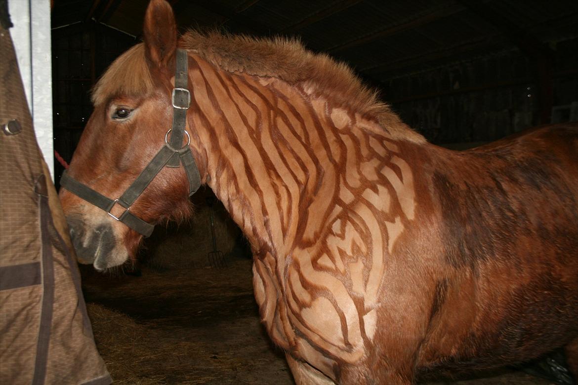 Jyde Thor (Thorkild) - Zebra Thorkild billede 8