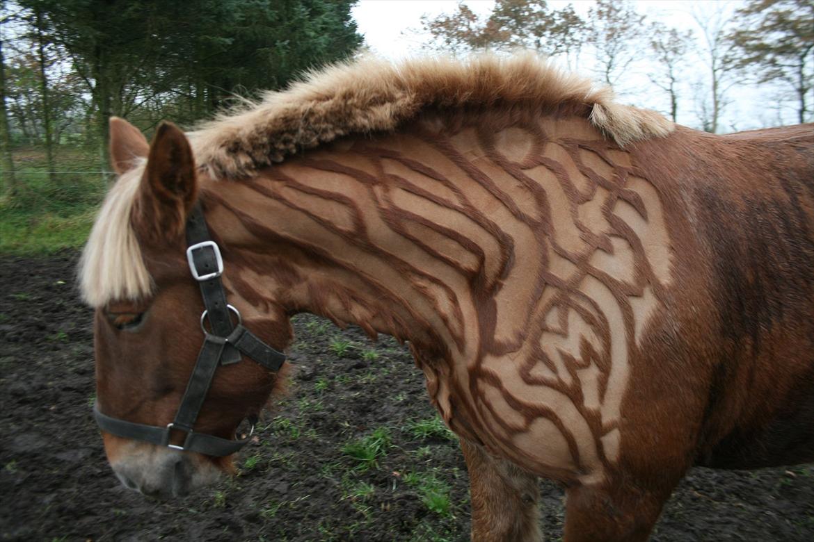 Jyde Thor (Thorkild) billede 1