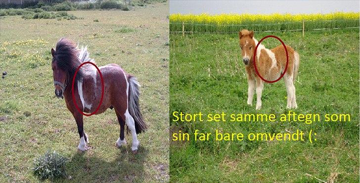 Miniature Ryttergaarden's Bertram billede 17