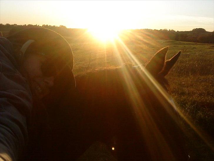 Dansk Varmblod Bjerglunds Sunlight - [d. 13/10 11] En lækker aften - elsker at ride på det tidspunkt af dagen billede 1
