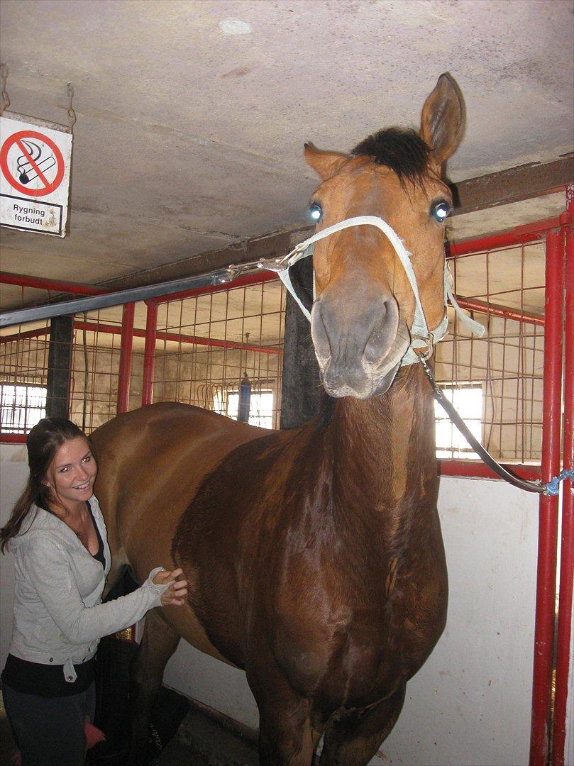 Anden særlig race Imagin Spot Morsbøl(Aflivet) billede 19