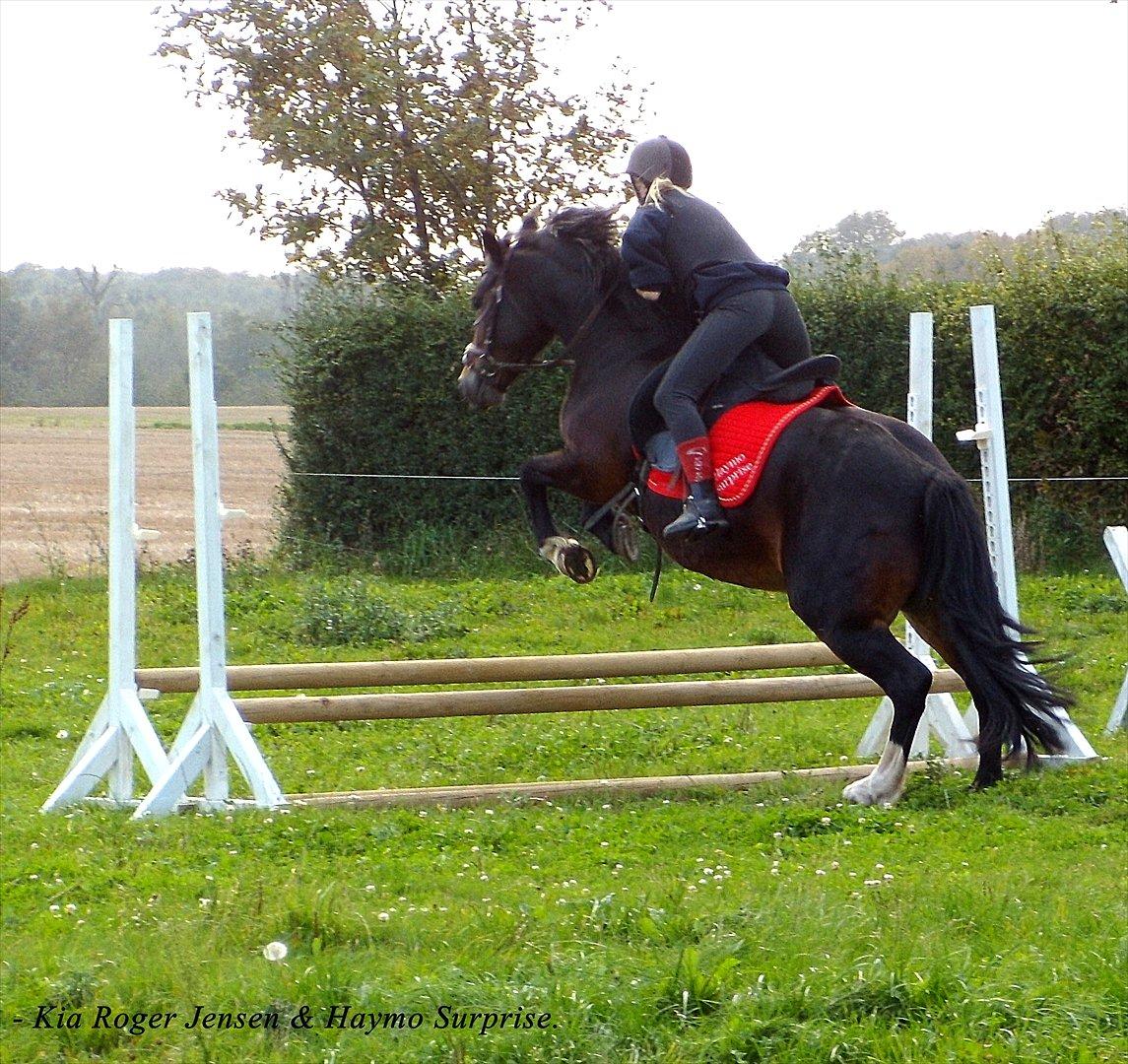 Welsh Pony af Cob-type (sec C) Haymo's Surprise - Lidt springning:-))) billede 18