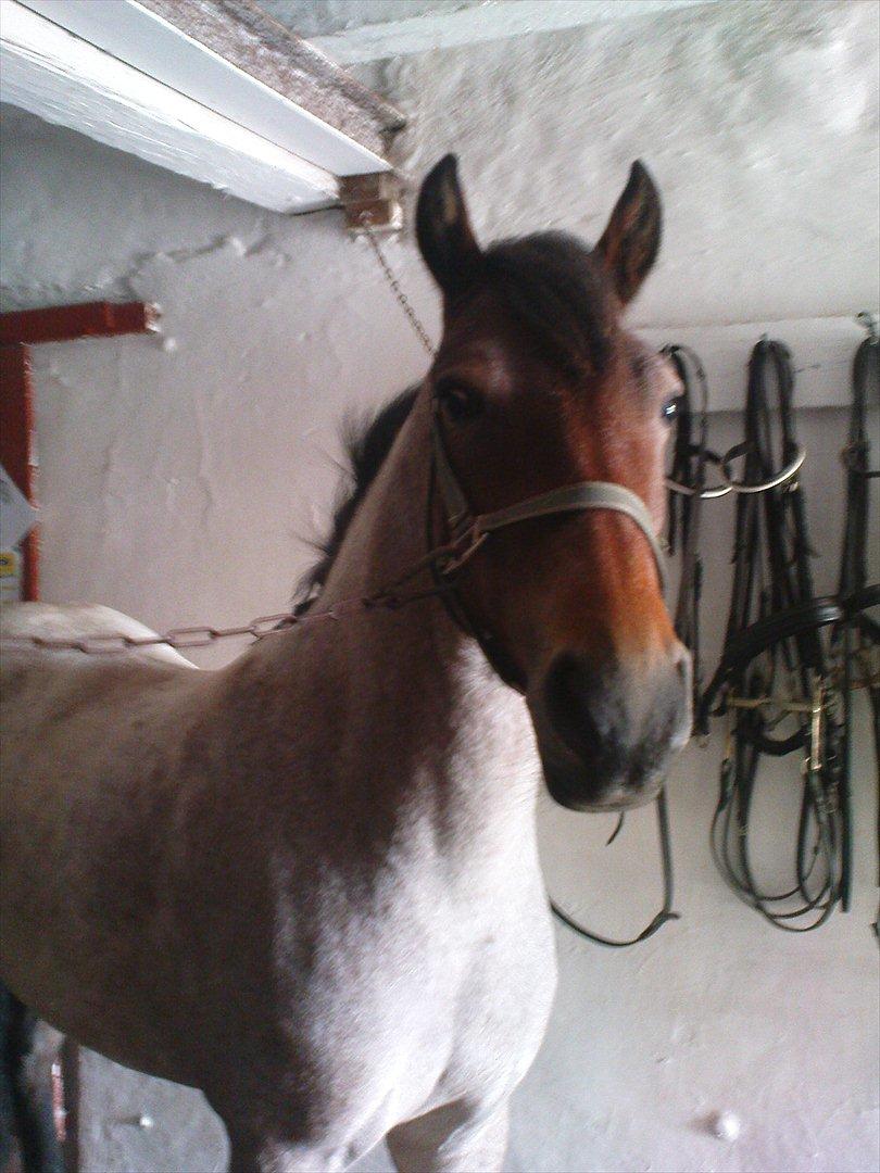 Anden særlig race Manou *Solgt* :'( - Top-charmerende lille prinsesse :) billede 17