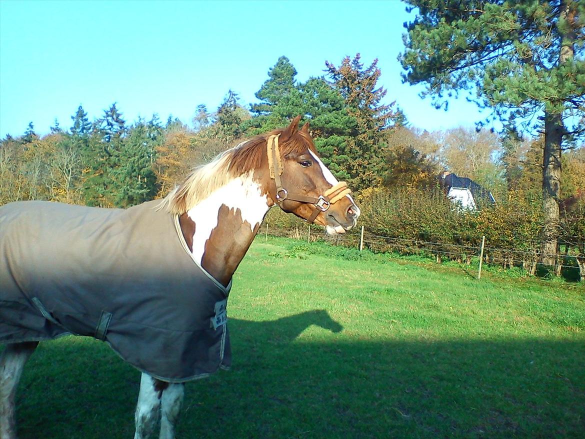 Pinto Safari Højgård - Jeg kan ikke sige andet, end dejlig!<3 billede 3