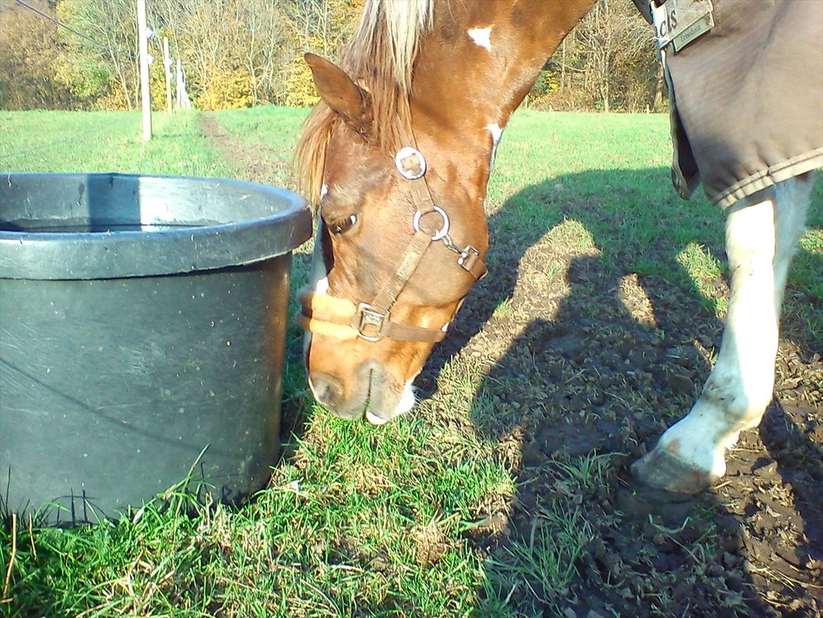 Pinto Safari Højgård - Num, num:D billede 6