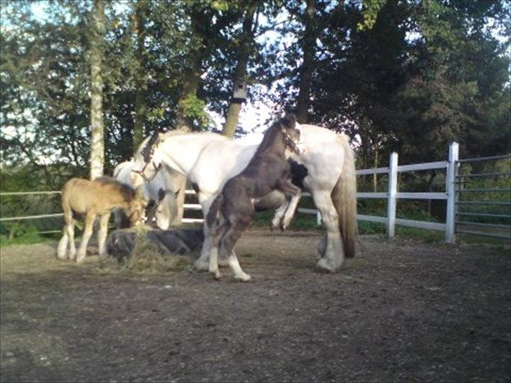 Irish Cob White Horse Purple Rain - Purple som føllebølle billede 2