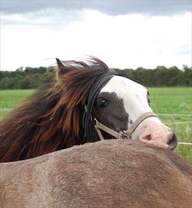 Irish Cob White Horse Purple Rain - Purple som plag billede 1