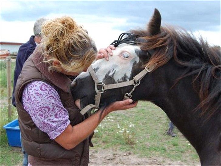 Irish Cob White Horse Purple Rain billede 5