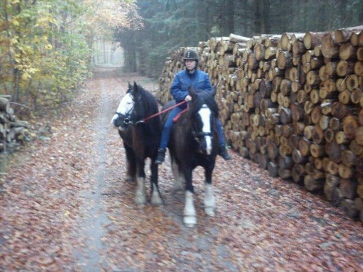 Irish Cob White Horse Purple Rain - På skovtur som håndhest billede 7