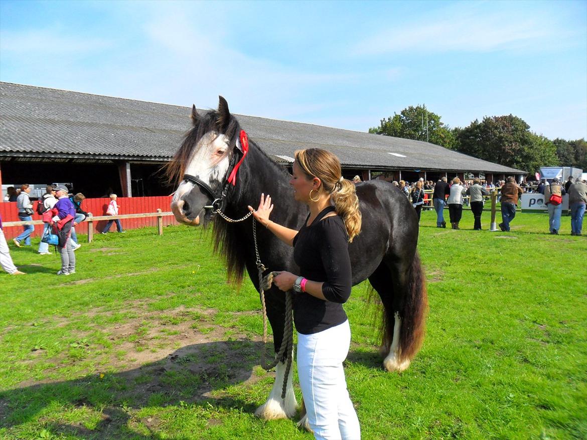 Irish Cob White Horse Purple Rain - Store hestedag 2011 billede 9