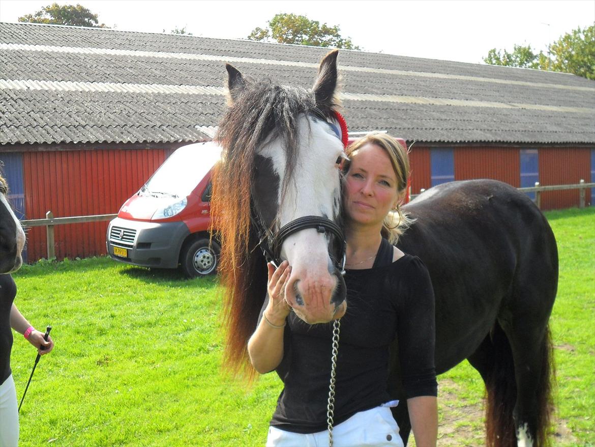 Irish Cob White Horse Purple Rain - Store hestedag 2011 billede 10