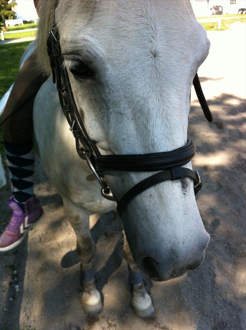 Anden særlig race Bandit "den elskede" :D <3 - Billed 6. Nærbilled af Bandit-manden :D billede 6