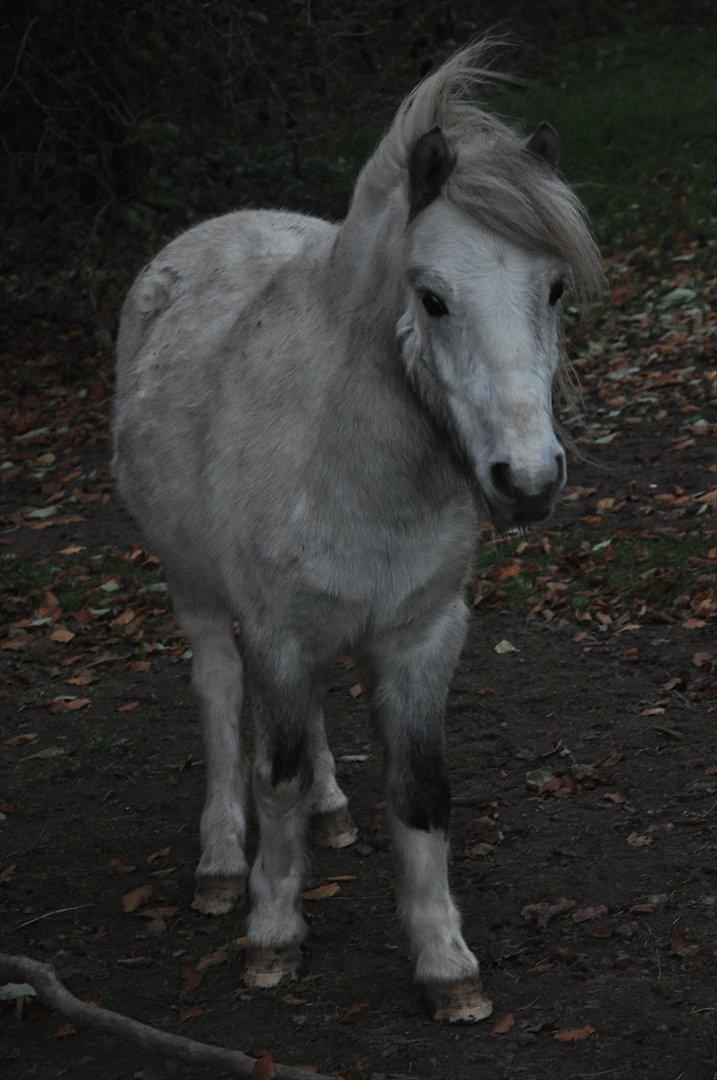 Anden særlig race Bandit billede 7