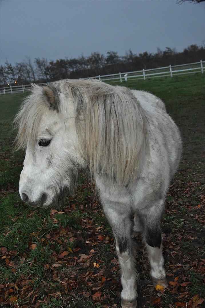 Anden særlig race Bandit billede 8