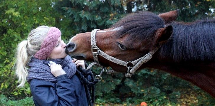 New Forest Firfod Fielfraz billede 16