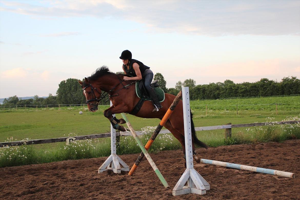 Anden særlig race  Pardo - A Part Of Me! :* - Foto: CFJ . 

Fantastisk hesti billede 1