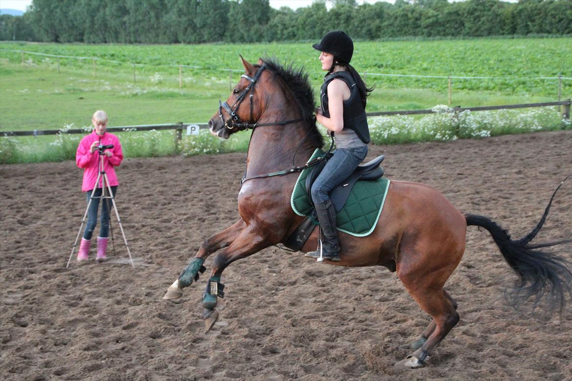 Anden særlig race  Pardo - A Part Of Me! :* - Foto: Tenna Andersen. 

det fedeste billede ever! En meget hidsigt Pardo hen til et spring!! Han springer bare der hen!!:D  billede 18