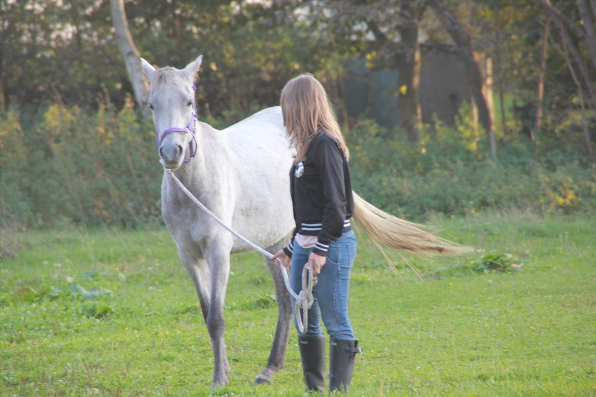 Arabisk fuldblod (OX) | Diemma <3 *Amy* - "A leader can't lead till he knows where he's going" 
Foto: ESC billede 18