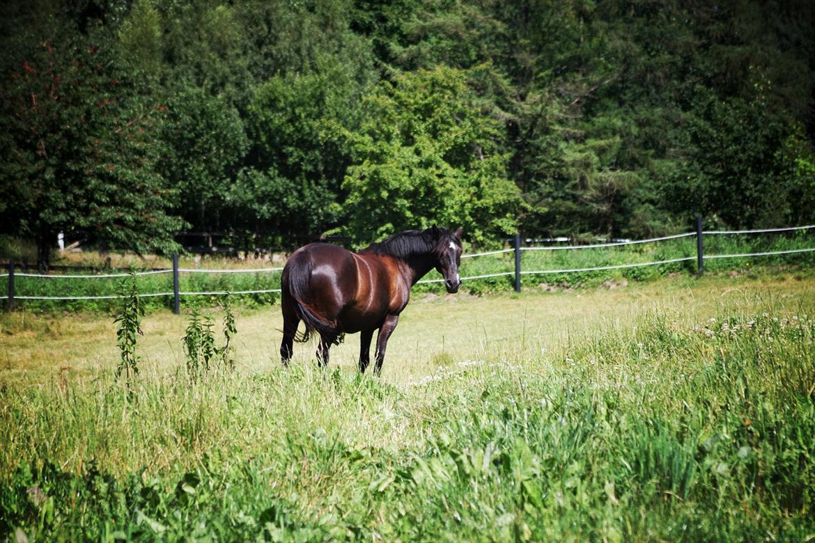 Anden særlig race Just Ebony  billede 12