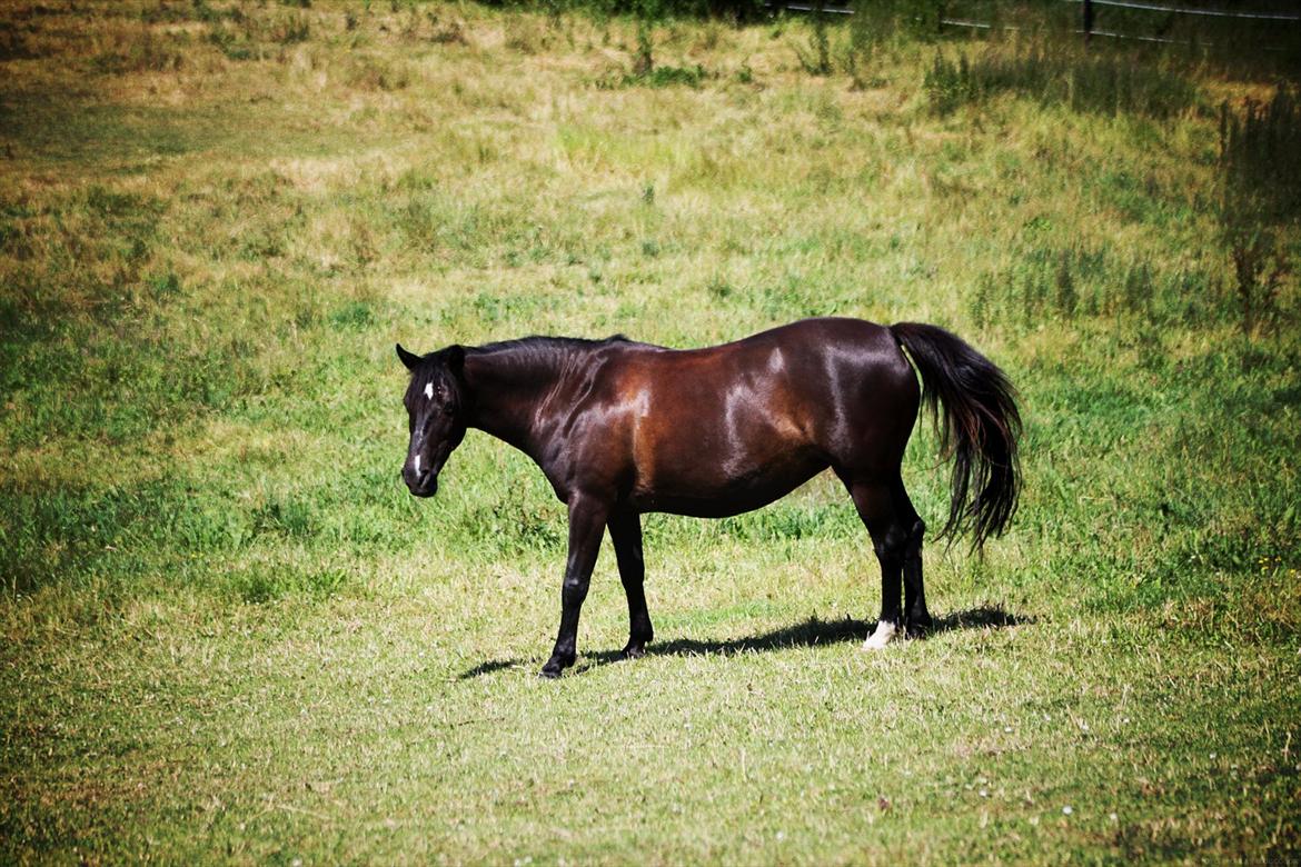 Anden særlig race Just Ebony  billede 13