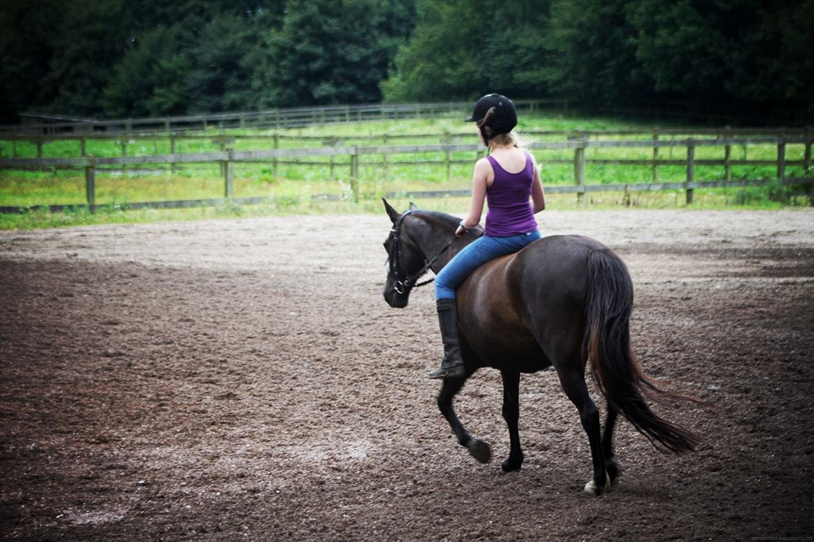 Anden særlig race Just Ebony  billede 14