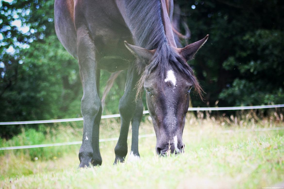 Anden særlig race Just Ebony  billede 9