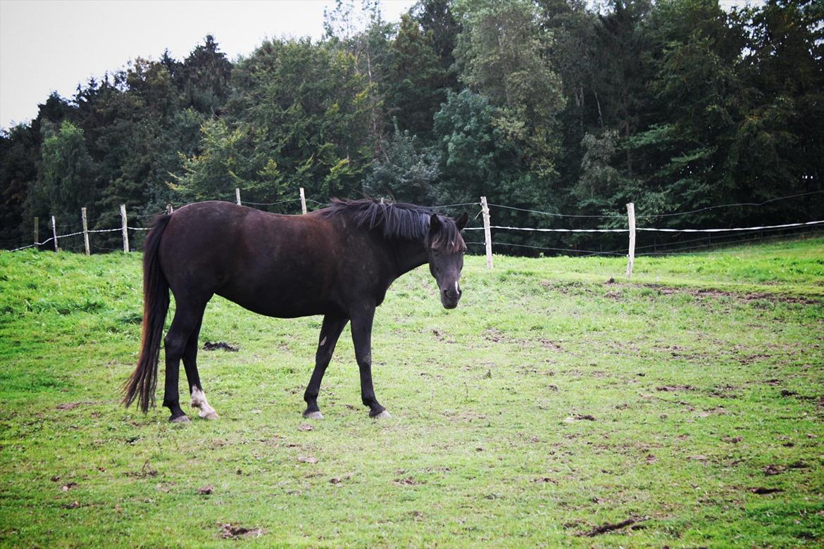 Anden særlig race Just Ebony  billede 16