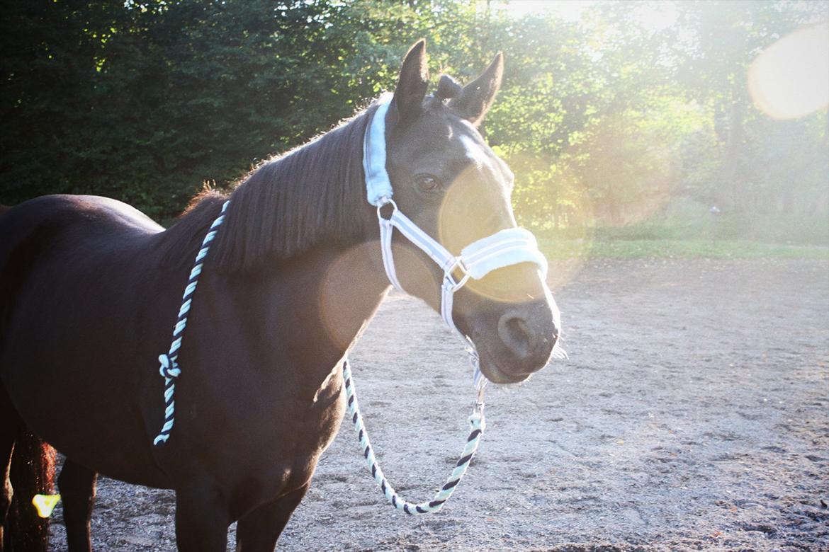 Anden særlig race Just Ebony  billede 5
