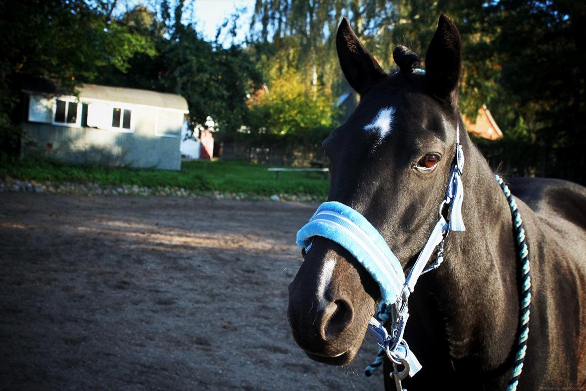Anden særlig race Just Ebony  billede 6