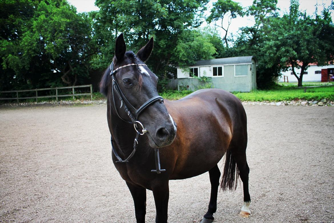 Anden særlig race Just Ebony  billede 4