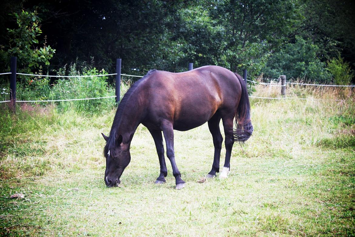 Anden særlig race Just Ebony  billede 17