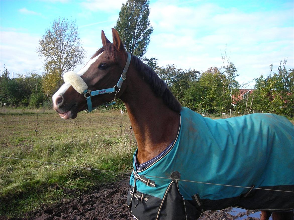 DSP Hope - Første gang Hope var på fold hos os. 2011 billede 11