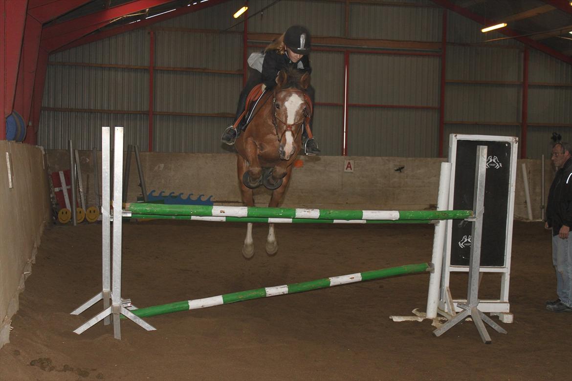 Appaloosa Rambo - 110 cm, halloween <3 billede 15