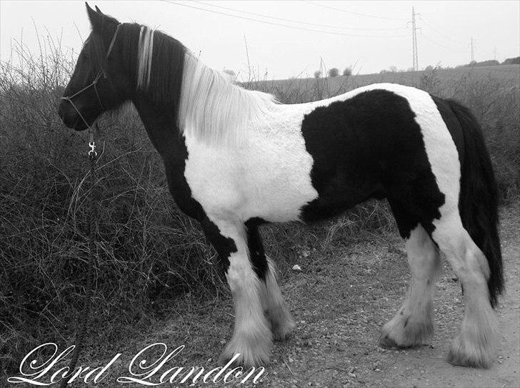 Irish Cob irish-swan Lord Landon billede 2