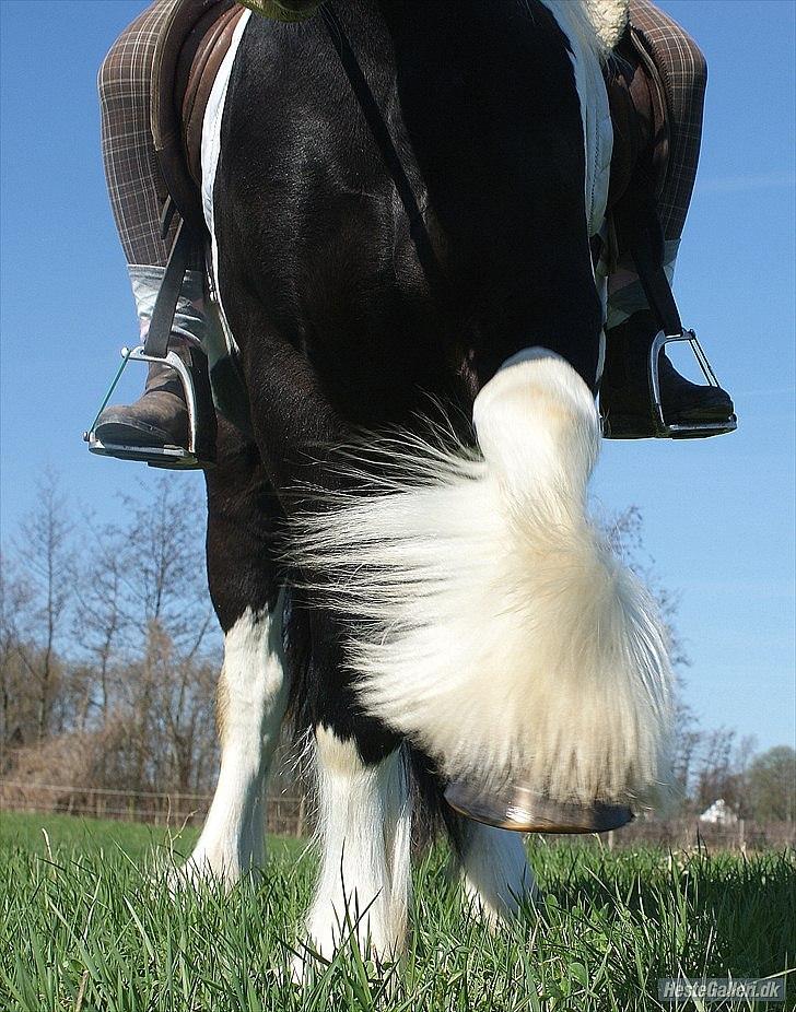 Irish Cob irish-swan Lord Landon billede 3