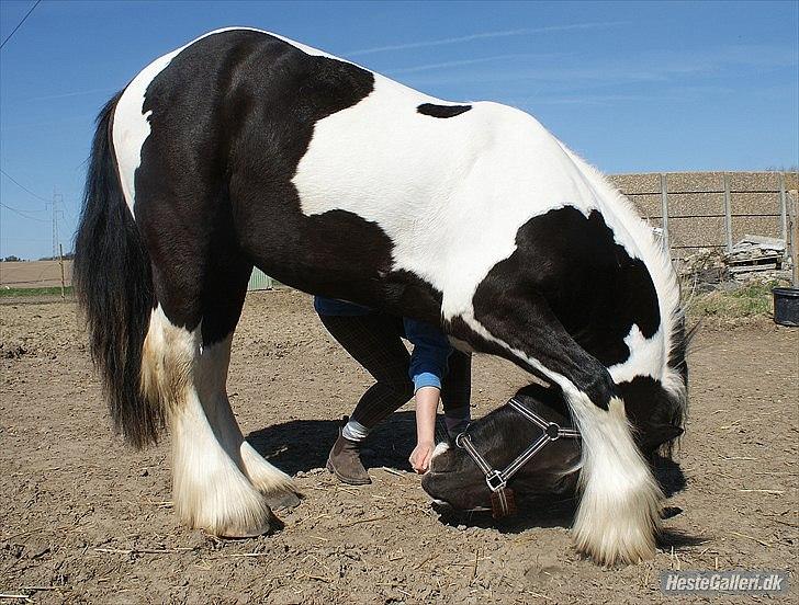 Irish Cob irish-swan Lord Landon billede 4