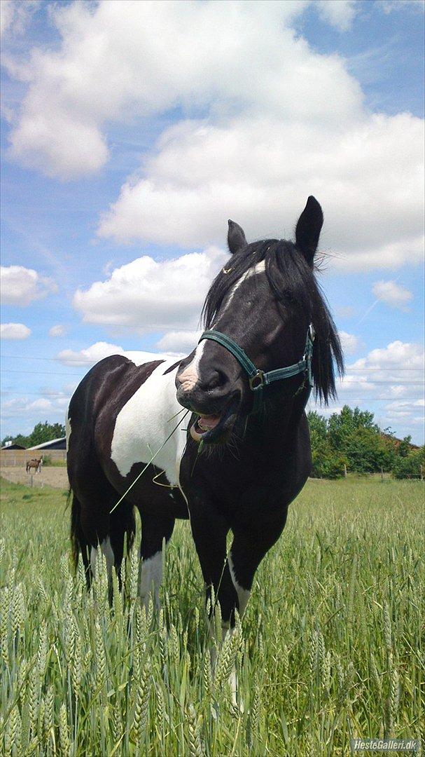 Irish Cob irish-swan Lord Landon billede 5